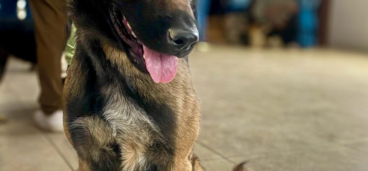 Más de 2,000 esterilizaciones y 2,500 vacunas antirrábicas en el programa “Pachuca con Huellitas”