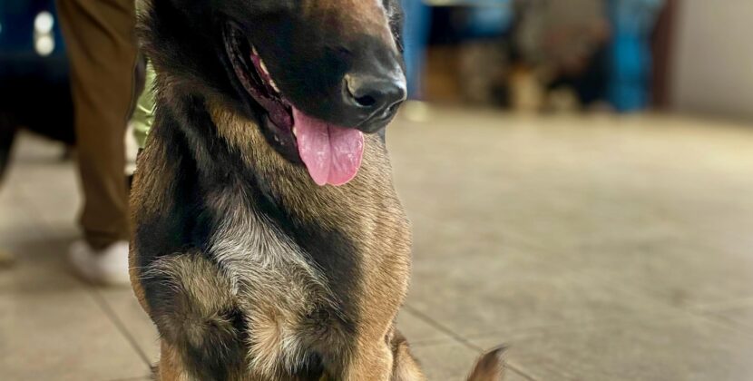 Más de 2,000 esterilizaciones y 2,500 vacunas antirrábicas en el programa “Pachuca con Huellitas”