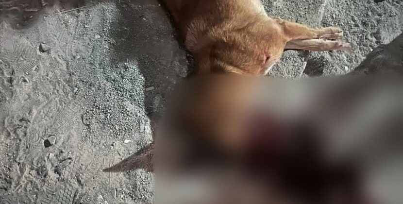 Investigan Muerte De Perrita Tras Ataque A Tiros En Villa De Tezontepec